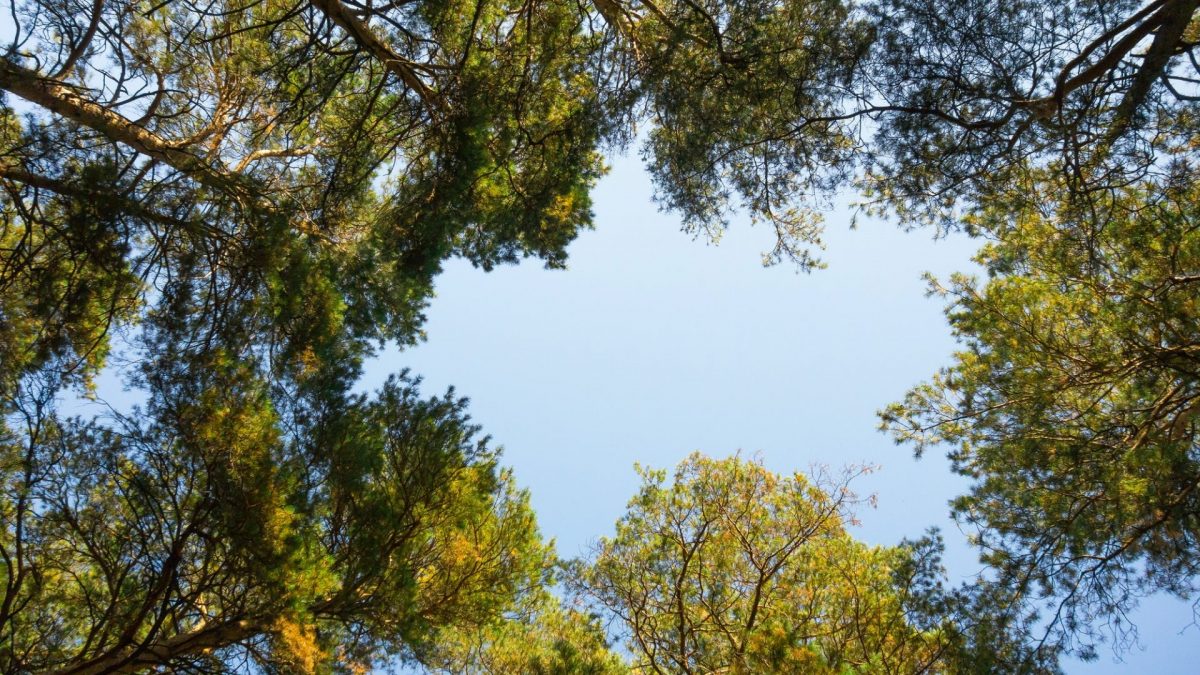 Sky in a pine forest