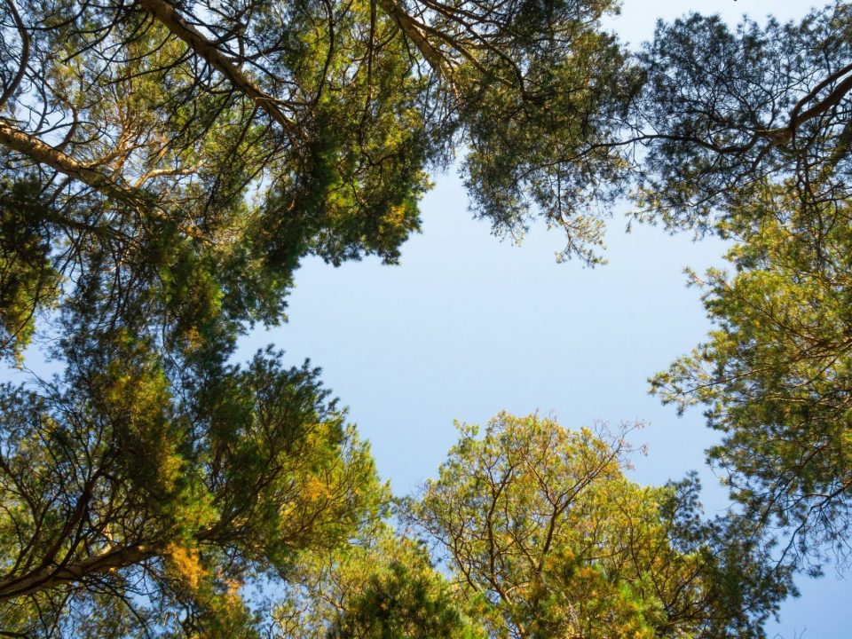 Sky in a pine forest